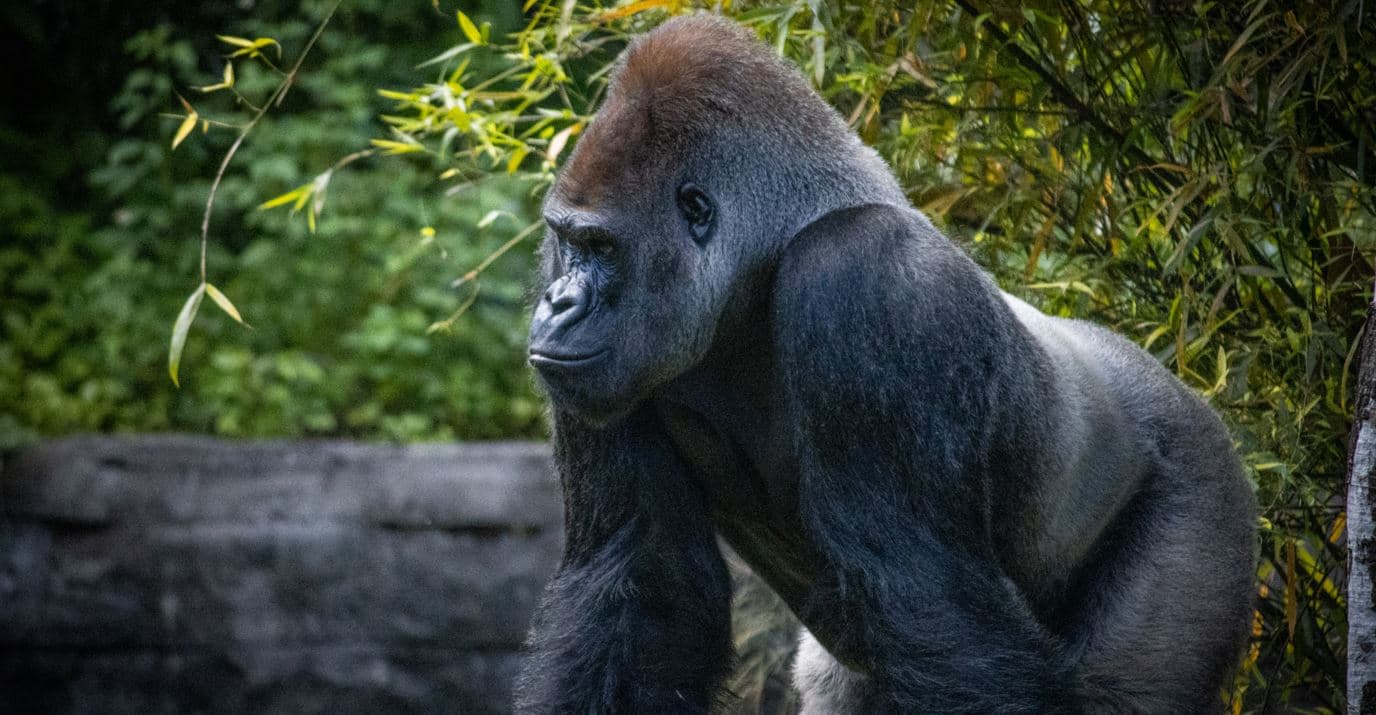 Uganda